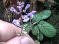 Bicolor Skullcap